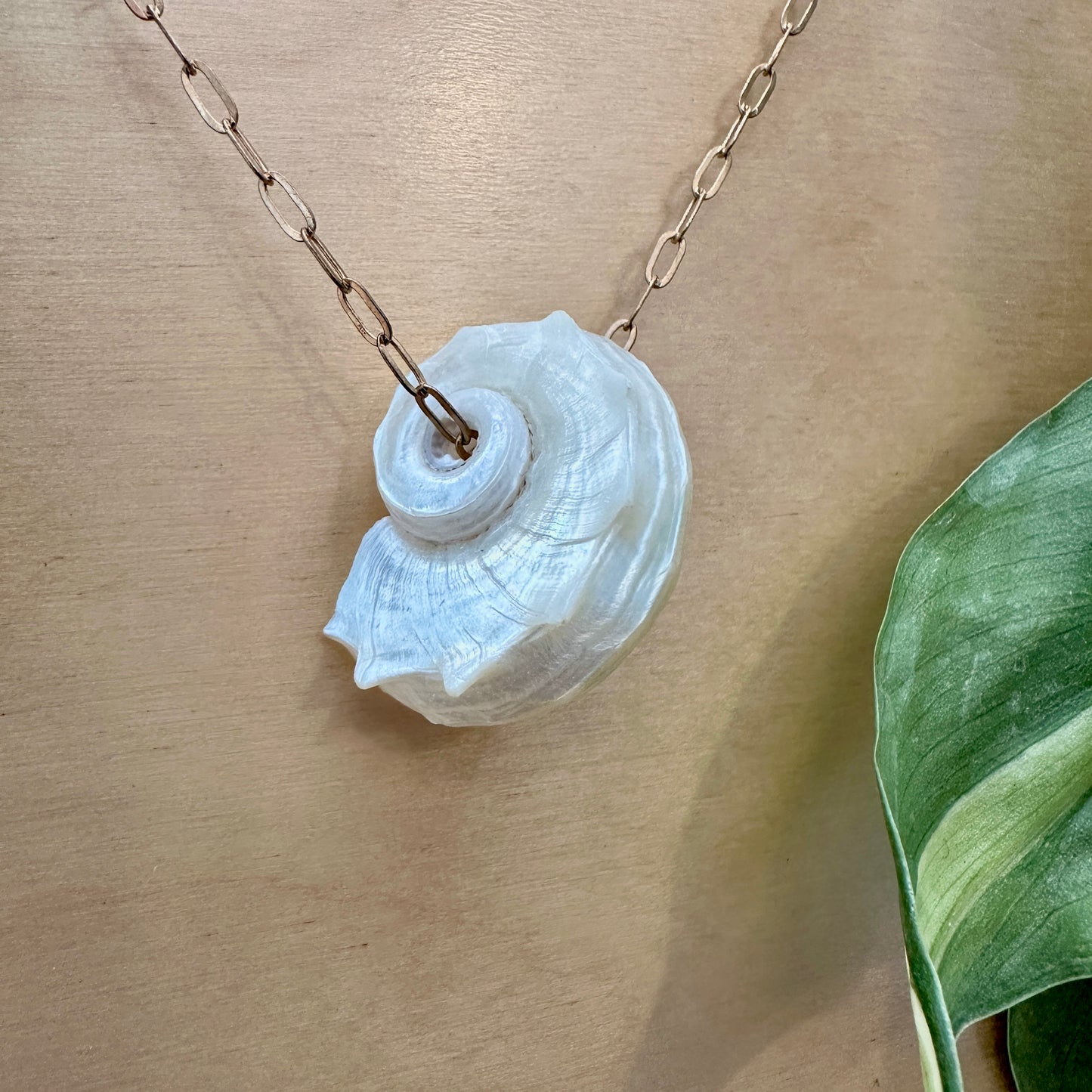 Delphinula Shell Necklace, Paperclip Chain @ THIS LAND YOGA