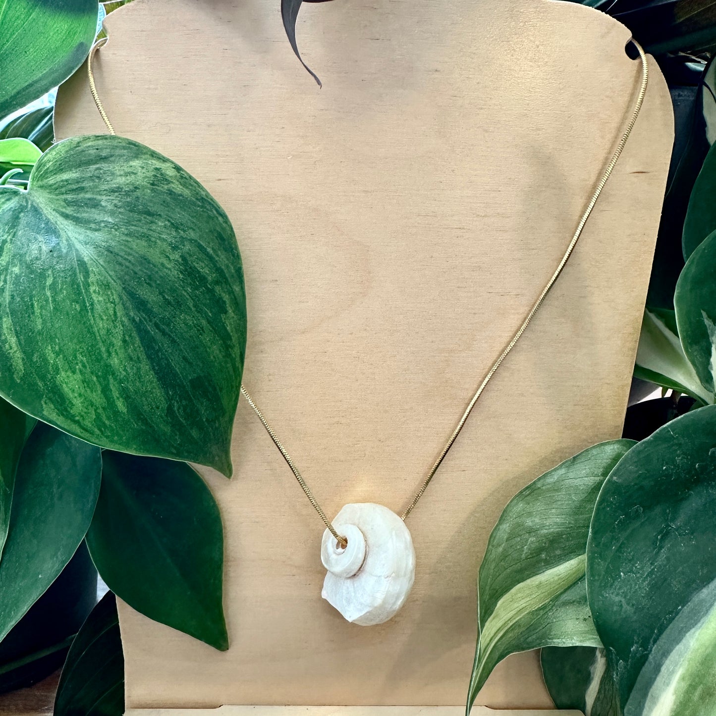 Delphinula Shell Necklace