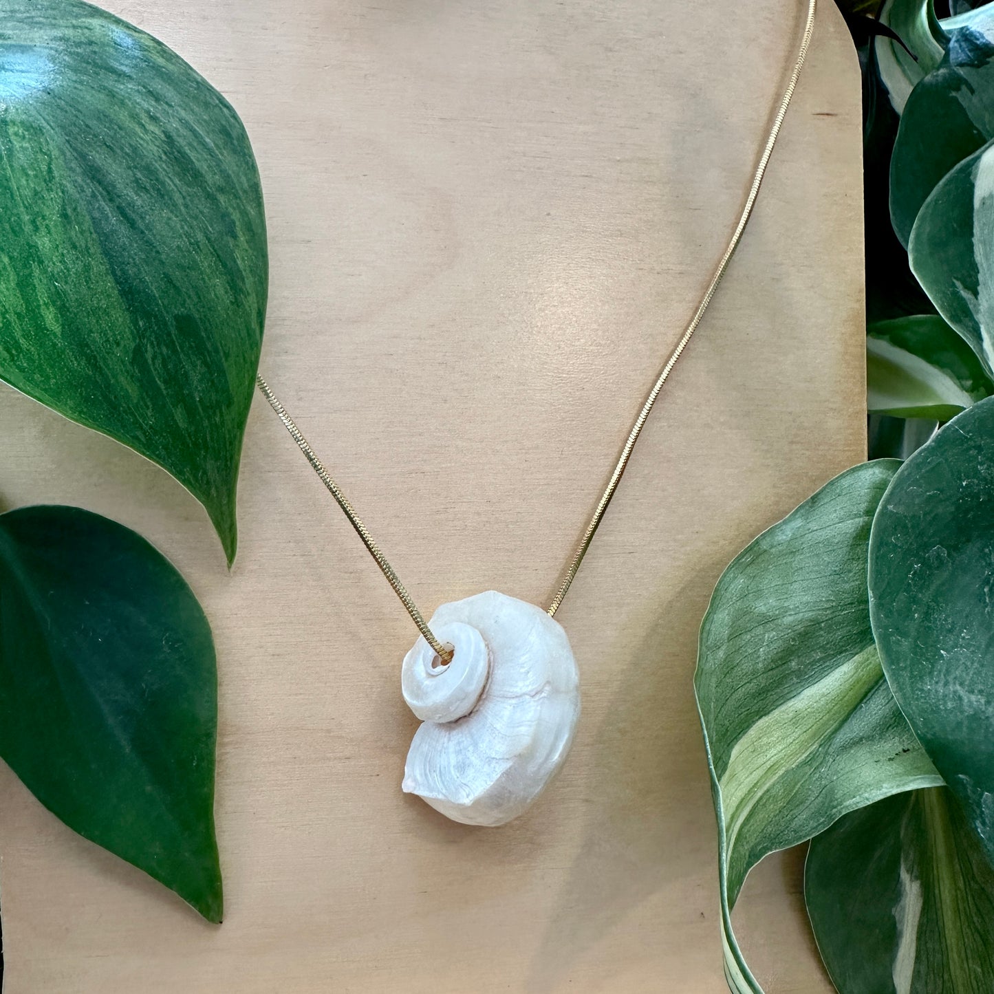Delphinula Shell Necklace