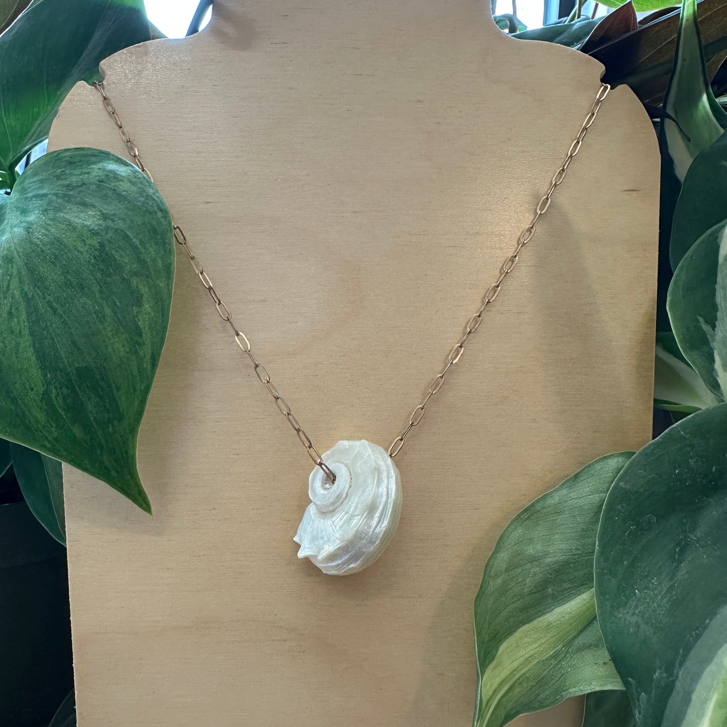 Delphinula Shell Necklace