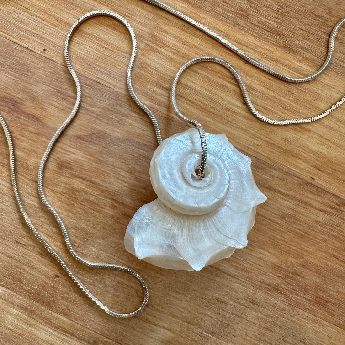 Delphinula Shell Necklace