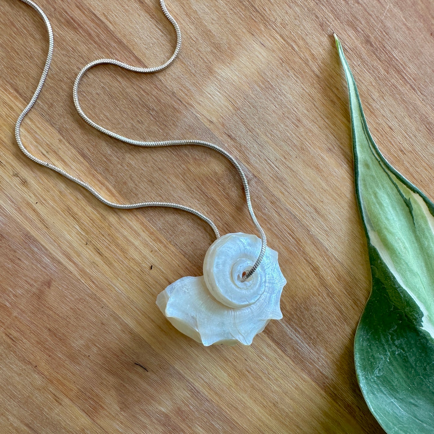 Delphinula Shell Necklace