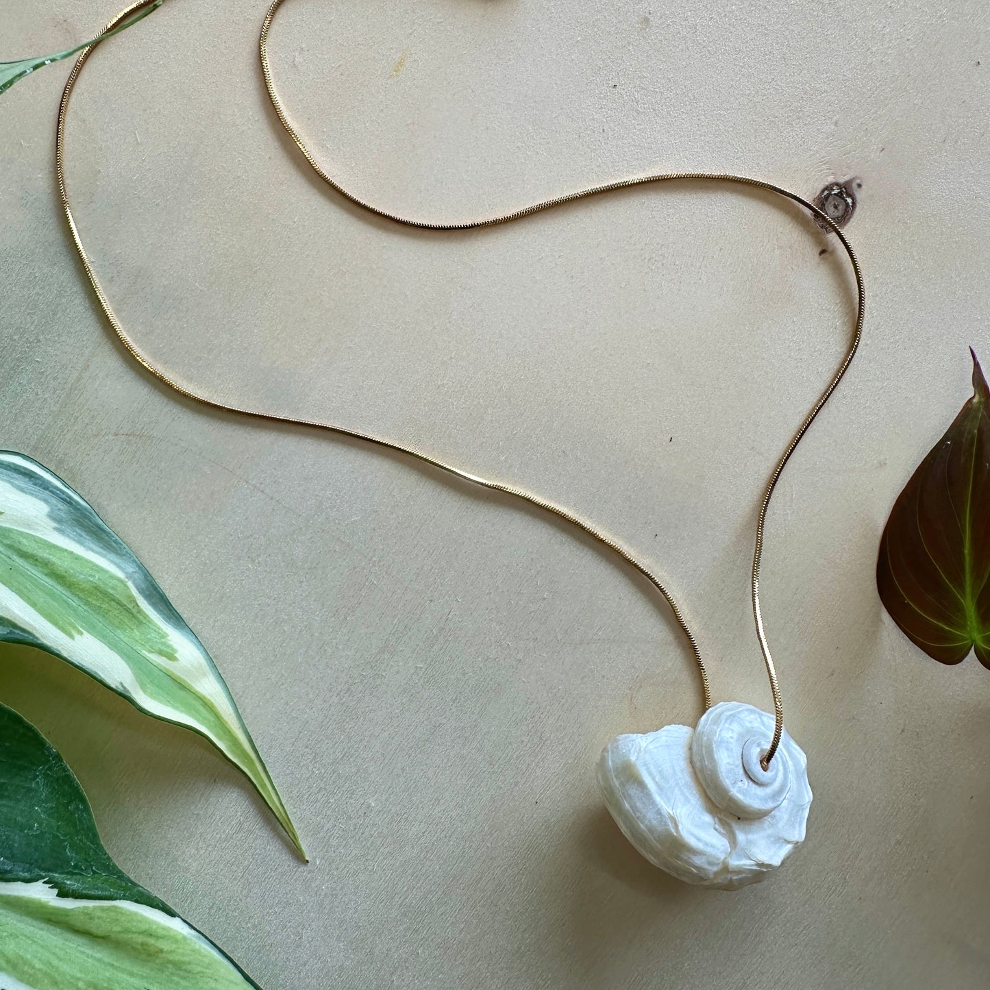 Delphinula Shell Necklace
